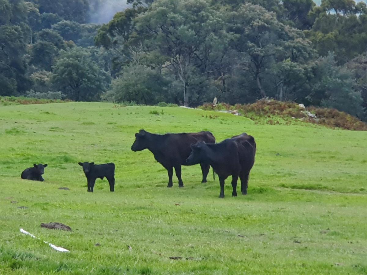 Ruby'S Cottage Farm Stay 亚瑟港 外观 照片